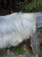 A fluffy white dog resting on the back of a weathered wooden bench with a massive icelandic sheepskin rug natural grey