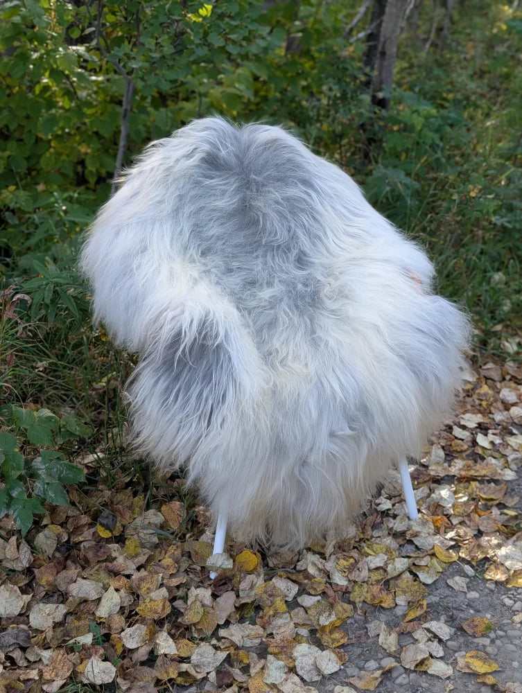A massive icelandic sheepskin rug in natural grey with fluffy soft wool draped over two white legs