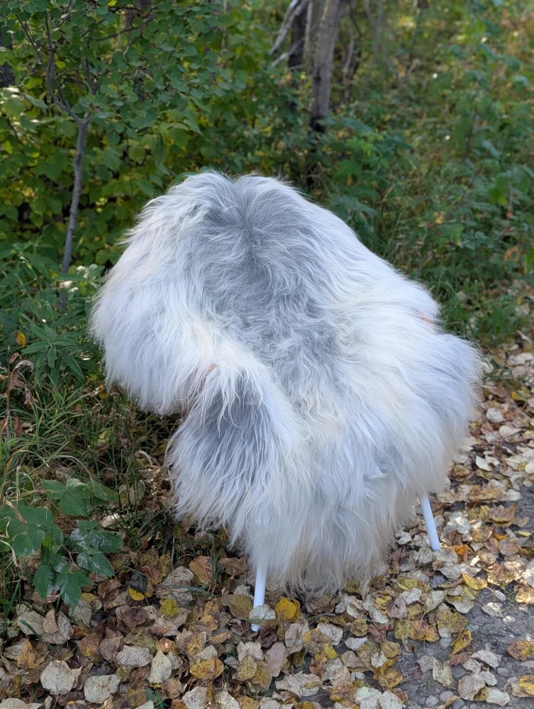 A fluffy white and gray massive icelandic sheepskin chair with slender white legs made of wool icelandic sheepskins