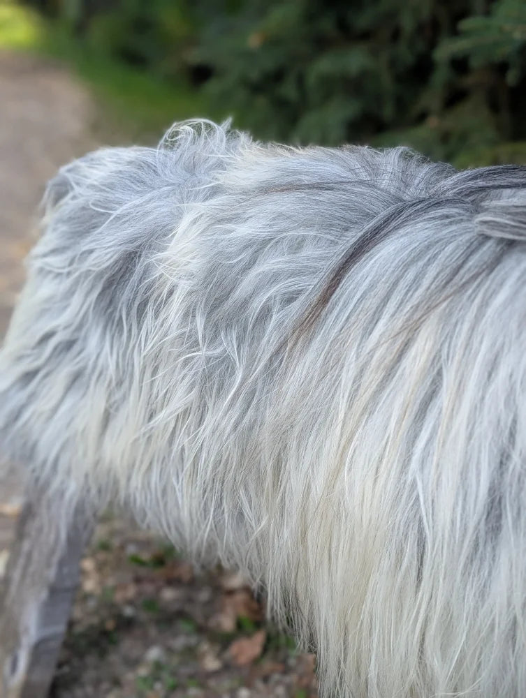 A fluffy long-haired dog with white and gray fur on a 60 x 34 inch natural grey icelandic sheepskin with long wool