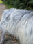 A fluffy long-haired dog with white and gray fur on a 60 x 34 inch natural grey icelandic sheepskin with long wool