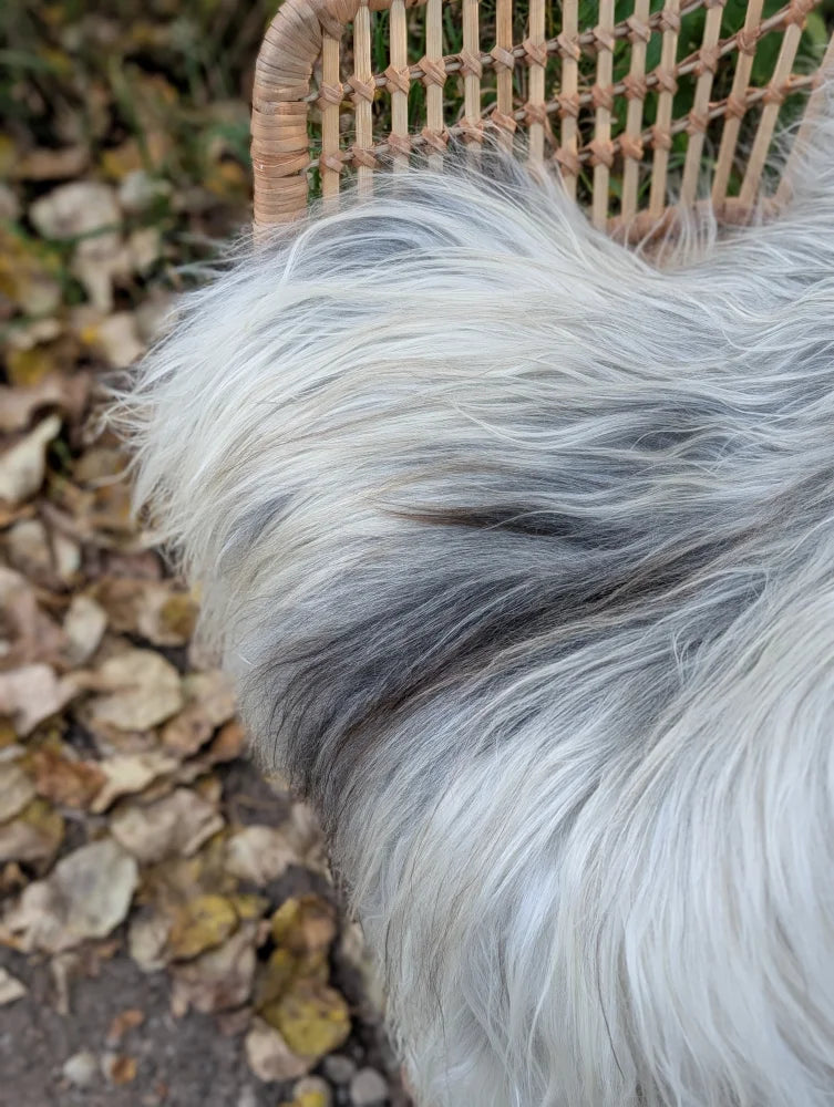 A fluffy long wool icelandic sheepskin in natural grey with white and gray fur perfect for cozy decor