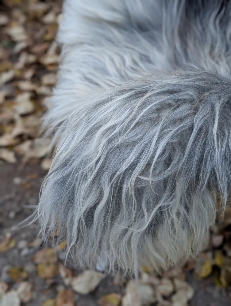 A fluffy long wool icelandic sheepskin in natural grey with silvery-gray fur standing on fallen leaves