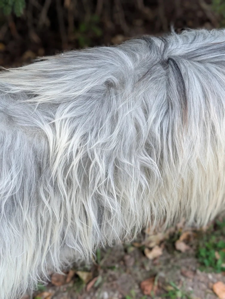 A long shaggy gray and white icelandic sheepskin coat with natural wavy long wool texture perfect for cozy wear