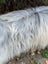A long shaggy gray and white icelandic sheepskin coat with natural wavy long wool texture perfect for cozy wear