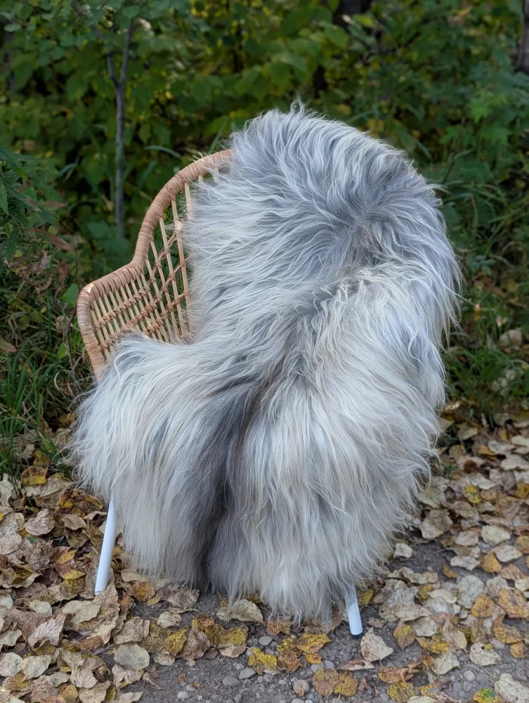A plush long wool icelandic sheepskin throw in natural grey draped over a wicker chair for cozy style