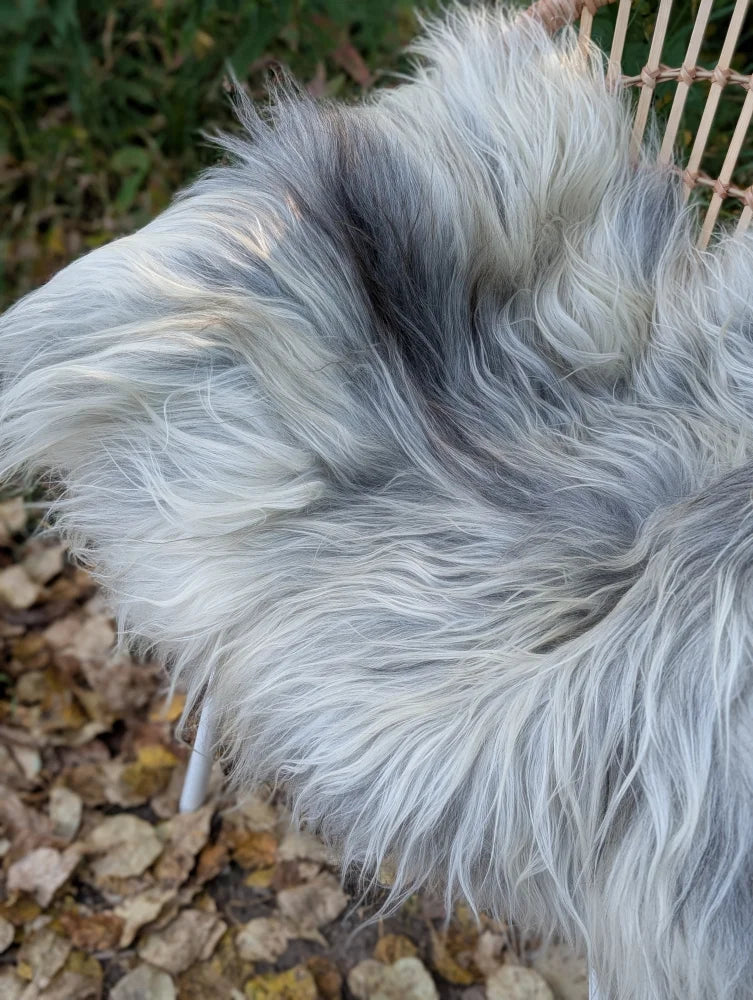 A plush gray and white long wool icelandic sheepskin throw draped over a wicker chair for cozy decor
