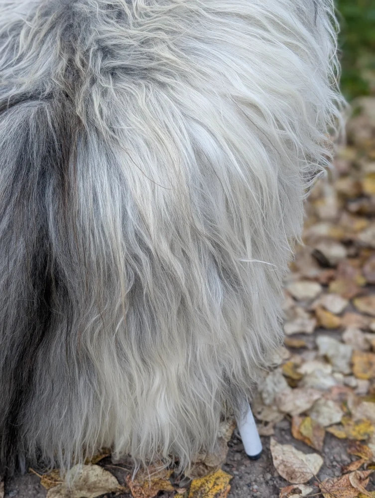 A fluffy long wool icelandic sheepskin with natural grey and white fur in a 60 x 34 size for cozy use