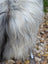 A fluffy long wool icelandic sheepskin with natural grey and white fur in a 60 x 34 size for cozy use