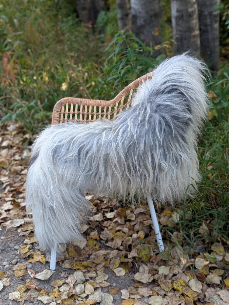 A fluffy long-haired dog sits on a wicker chair draped with a natural grey wool icelandic 60 x 34 sheepskin rug
