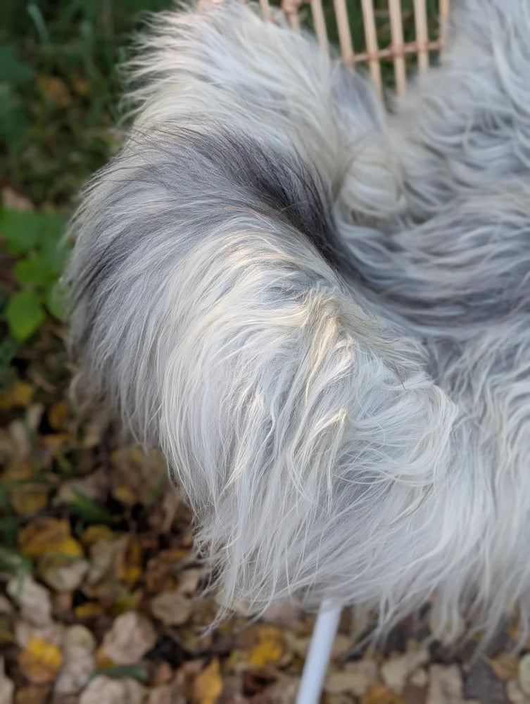 A fluffy long-haired dog with white and gray fur resting on a natural grey icelandic sheepskin with long wool
