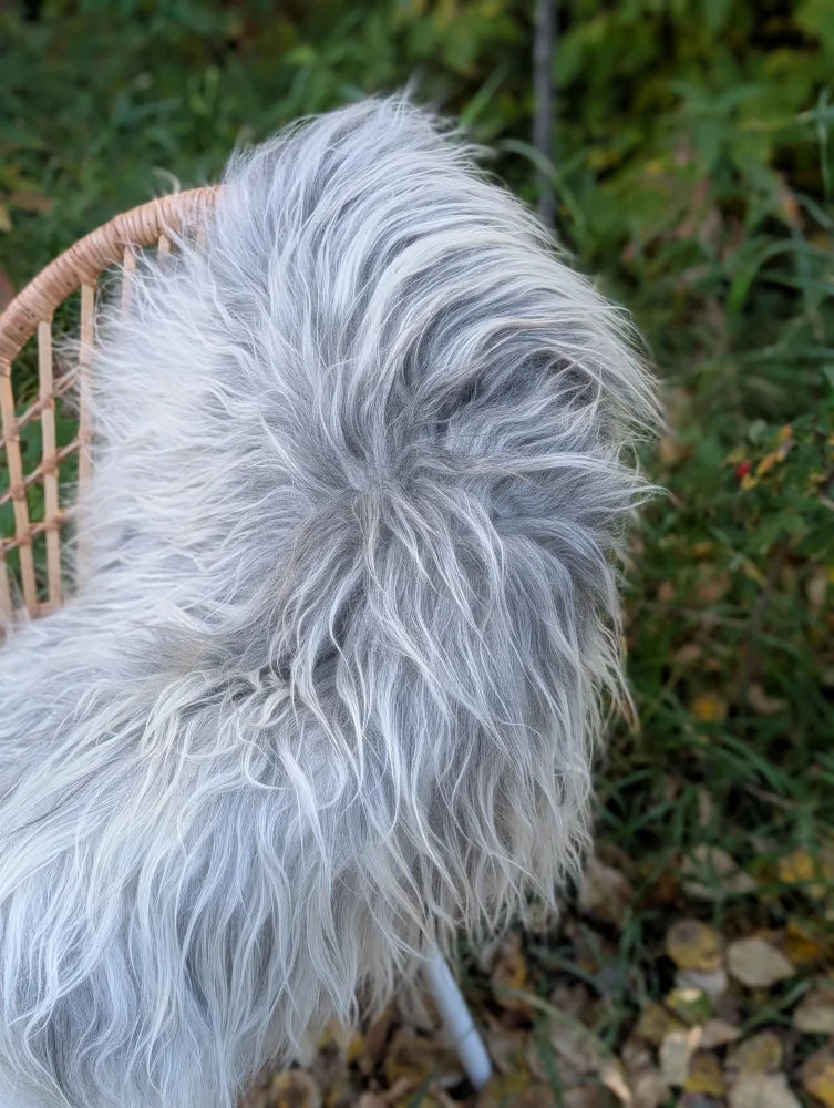 A fluffy dog sits on a wicker chair covered with a natural grey wool icelandic long wool sheepskin rug