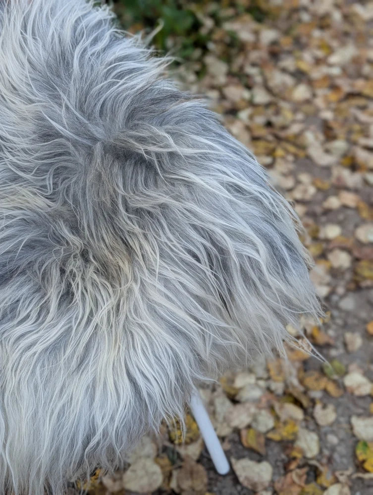 Backside of win#2 60 x 34 inch massive icelandic sheepskin in natural grey with long wool icelandic texture