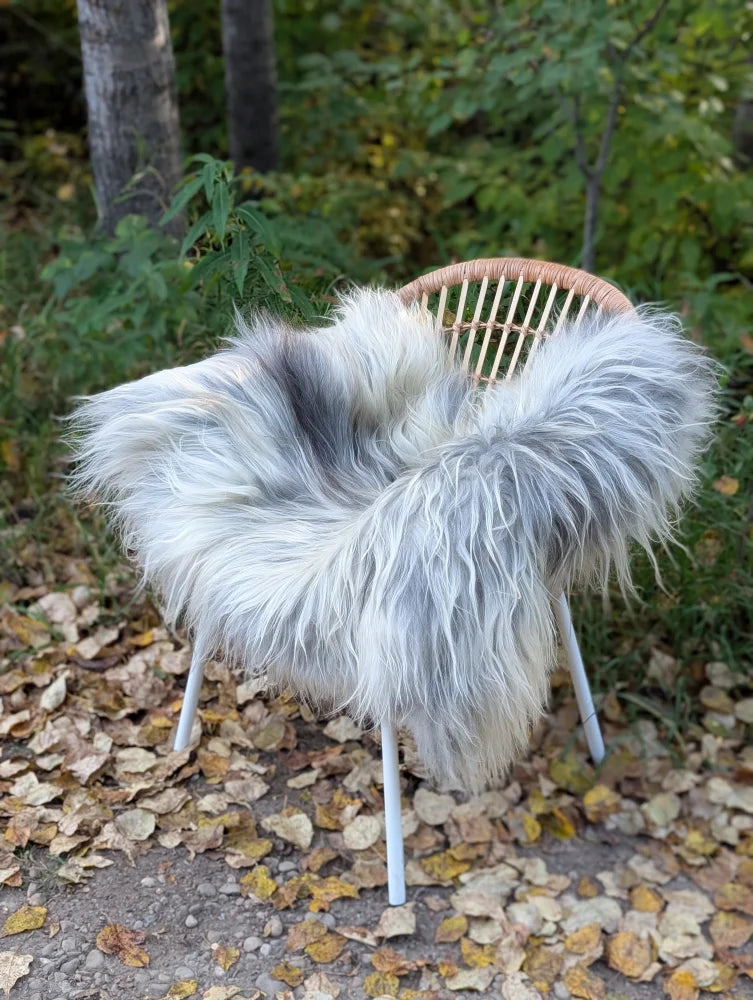A fluffy long wool icelandic sheepskin throw in natural grey draped over a wicker chair for cozy decor