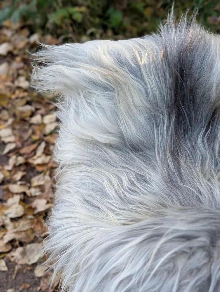 A fluffy long-haired dog with white and gray fur sitting on a natural grey wool icelandic sheepskin rug