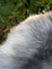 Fluffy gray and white long wool icelandic sheepskin with soft textured wool icelandic fur in natural grey color