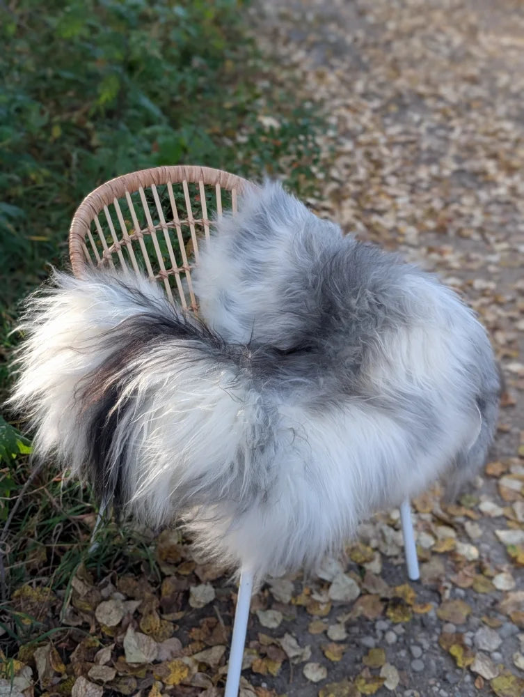 Fluffy gray and white icelandic sheepskin chair cover draped over woven rattan chair showcasing long wool texture