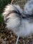 A fluffy dog sits on a wicker chair with a long wool icelandic sheepskin in natural grey covering it