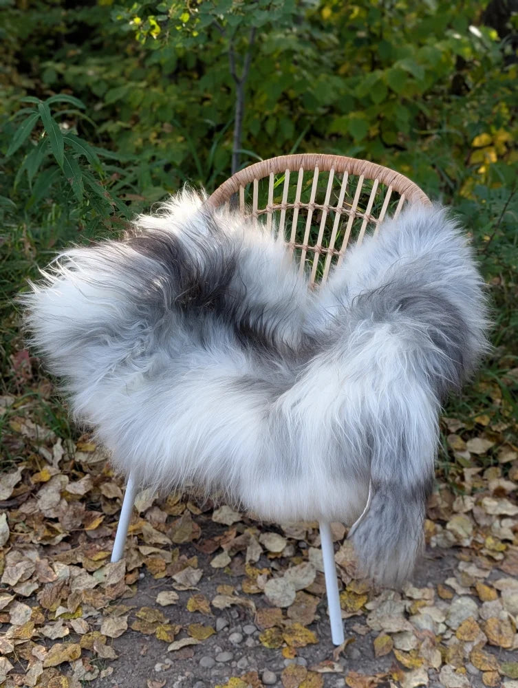 Fluffy natural grey icelandic sheepskin rug with long wool draped over a woven rattan chair