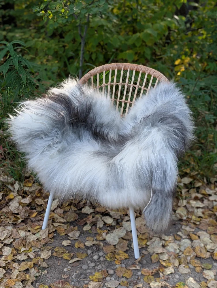 A plush 60 x 32 inch icelandic sheepskin throw in natural grey with long wool draped over a wicker chair