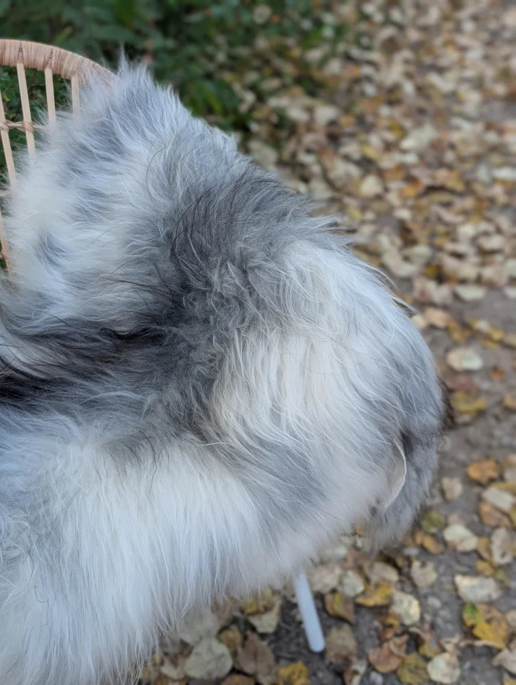 A fluffy gray and white dog resting on a 60 x 32 inch natural grey icelandic sheepskin with long wool texture