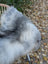 A fluffy gray and white dog resting on a 60 x 32 inch natural grey icelandic sheepskin with long wool texture