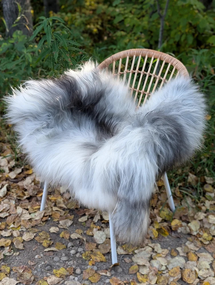 A plush 60 x 32 inch icelandic sheepskin throw in natural grey wool icelandic draped over a wicker chair