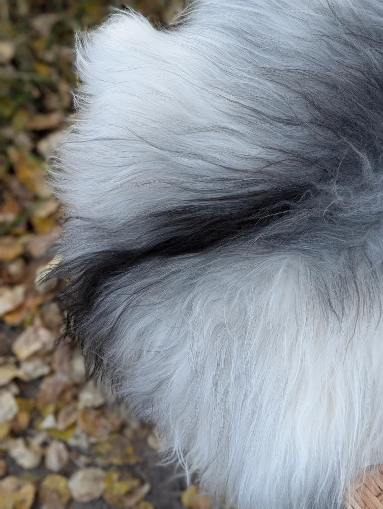 A fluffy long wool icelandic sheepskin rug in natural grey with white and gray mix fur measuring 60 x 32 inches