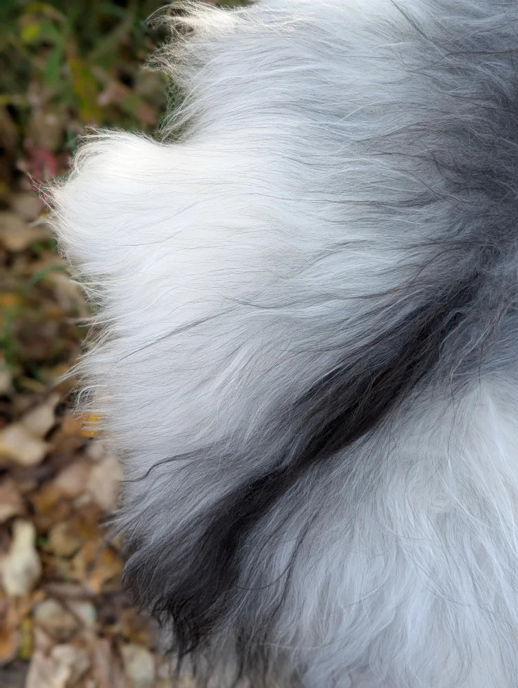A fluffy long-haired dog with a striking white and gray coat on a wool icelandic 60 x 32 massive sheepskin natural grey