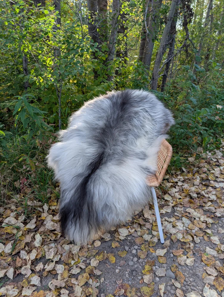 Fluffy natural grey icelandic sheepskin wool draped over wicker chair featuring long wool texture and soft cozy look