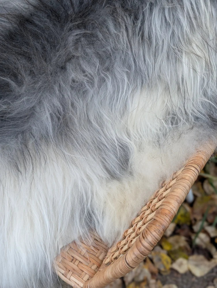 A fluffy gray and white dog sits in a wicker basket on a 60 x 32 inch natural grey wool icelandic sheepskin rug