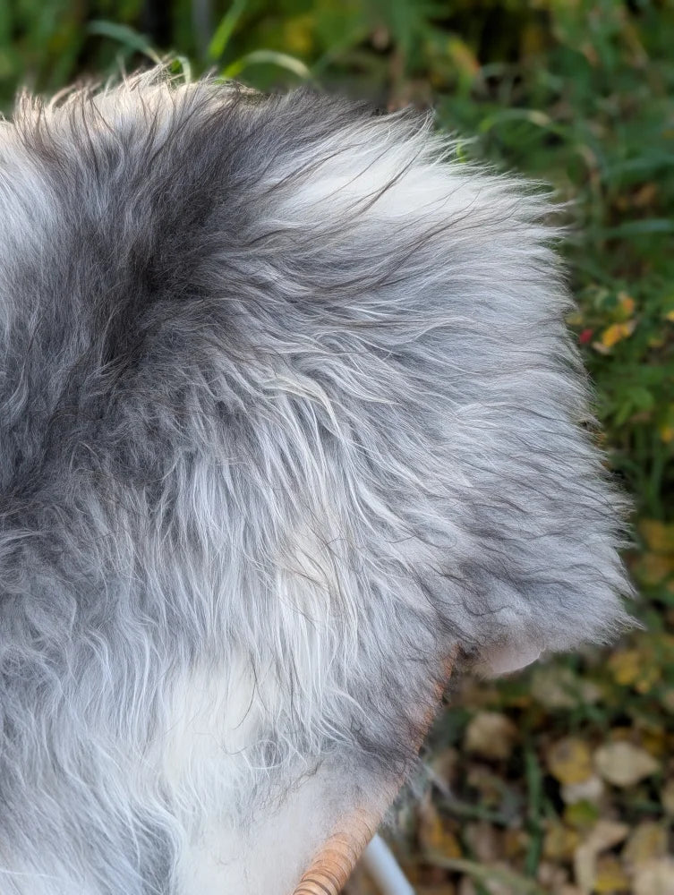 A fluffy dog with gray and white fur lying on a massive icelandic sheepskin in natural grey long wool texture