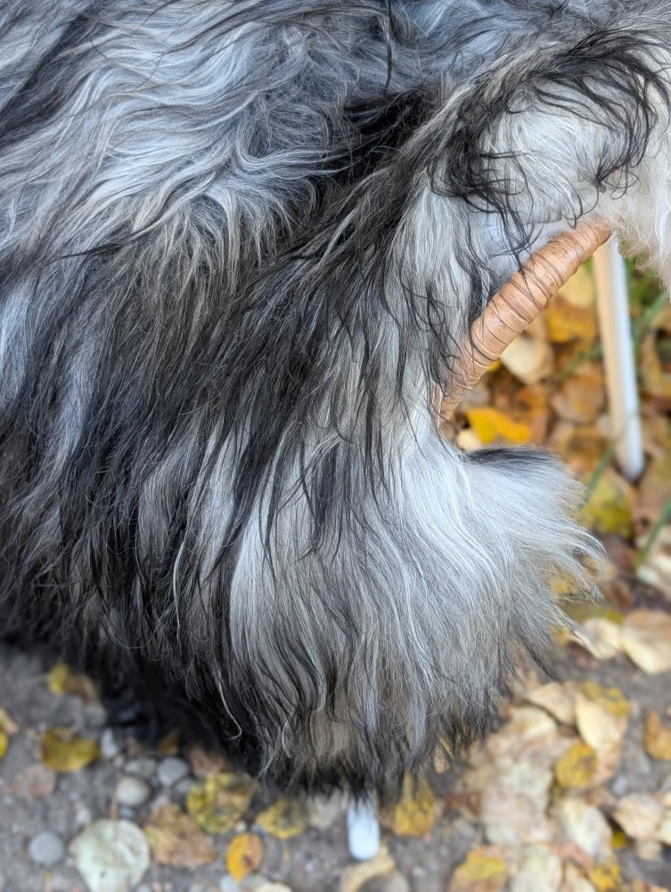 A long curved horn emerges from thick shaggy gray and black wool icelandic sheepskin with natural tan color
