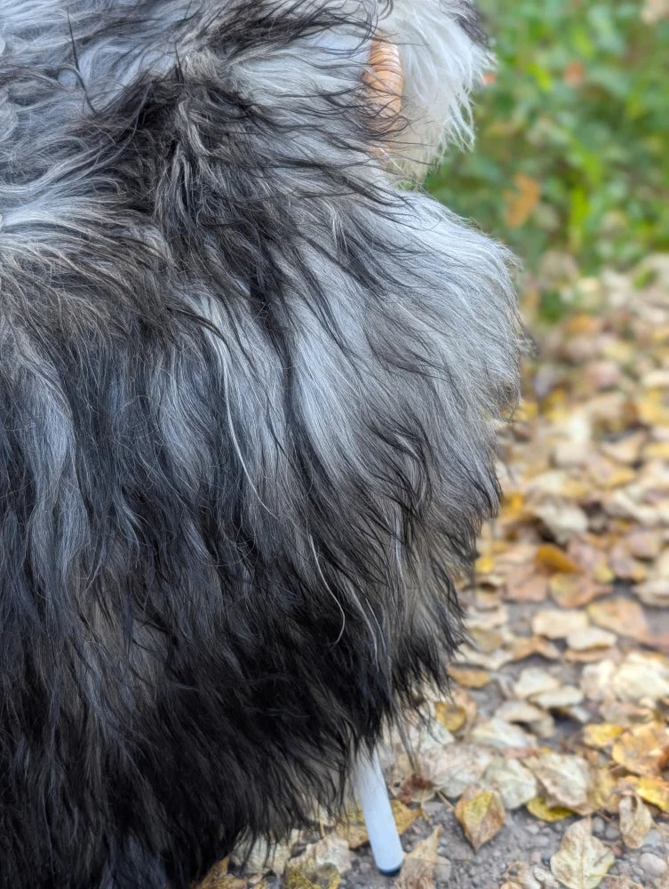 A fluffy long-haired dog with black and gray fur stands on a natural grey wool icelandic sheepskin rug