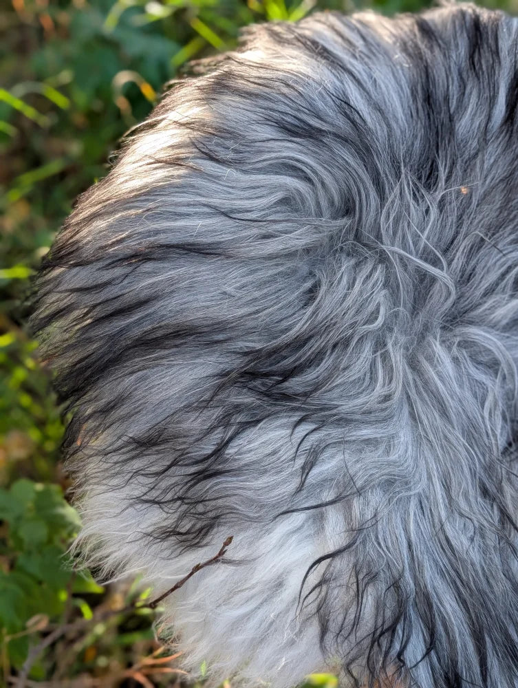 Fluffy long wool icelandic sheepskin tail in natural grey with a mix of gray and black fur on the back side