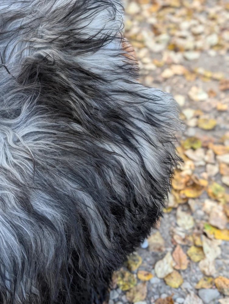 A fluffy long wool icelandic sheepskin rug in natural grey with black and gray fur fibers, perfect for cozy spaces