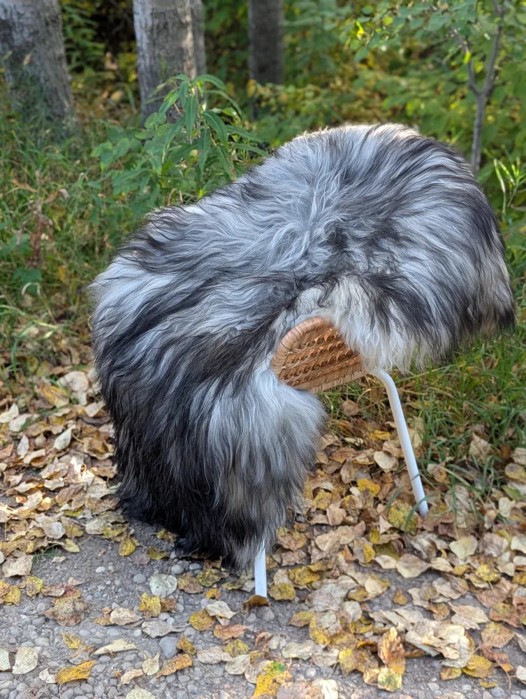 Fluffy gray and black dog with woven basket on back on 61 by 36 inch natural grey long wool icelandic sheepskin rug