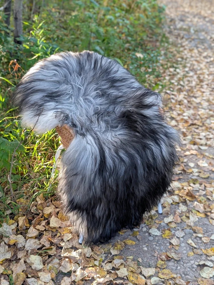 A fluffy dog stands on leaves next to win#4 61 x 36 icelandic sheepskin with natural grey long wool fibers