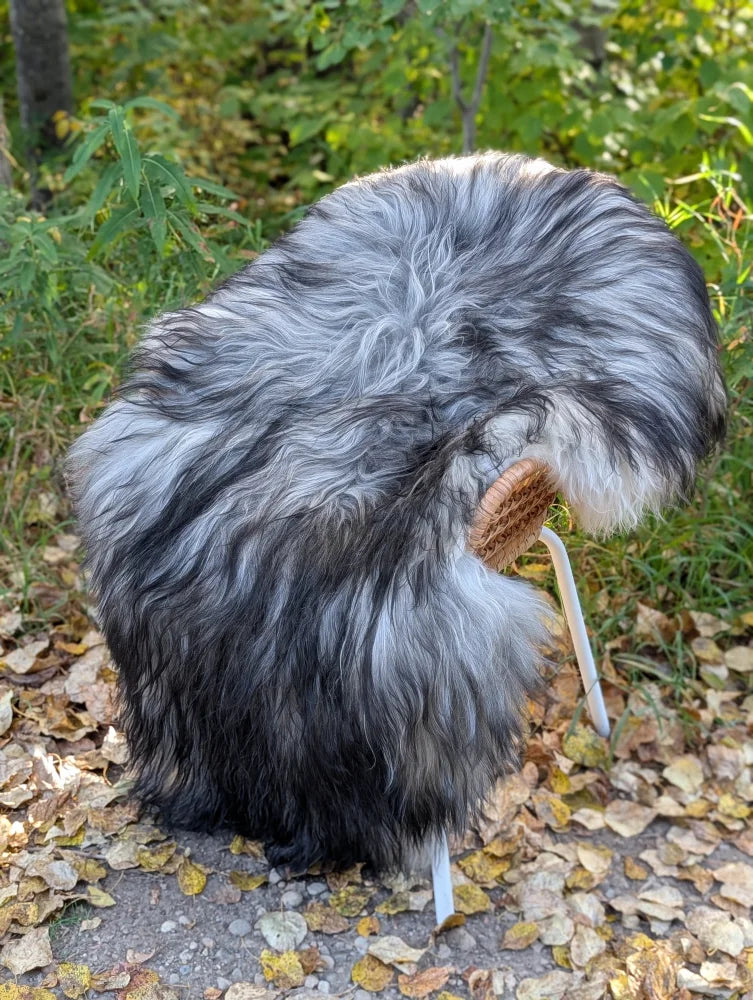 A fluffy long wool icelandic sheepskin in natural grey laying outdoors on fallen leaves for cozy use