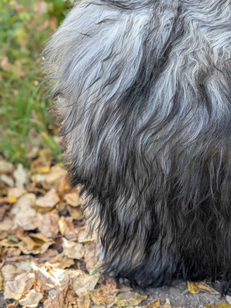 Backside of a win4 61 x 36 thick shaggy icelandic sheepskin with natural grey long wavy wool icelandic fur tail