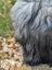 Backside of a win4 61 x 36 thick shaggy icelandic sheepskin with natural grey long wavy wool icelandic fur tail