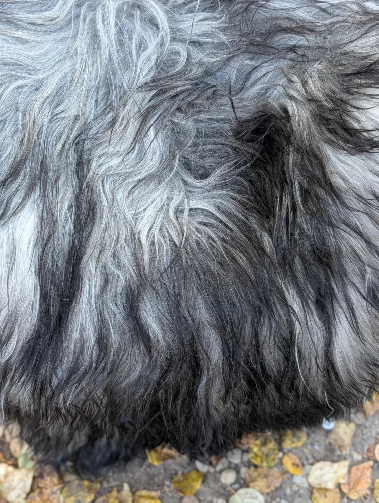 A massive icelandic sheepskin with thick long wool in natural grey tones perfect for cozy decor or wear