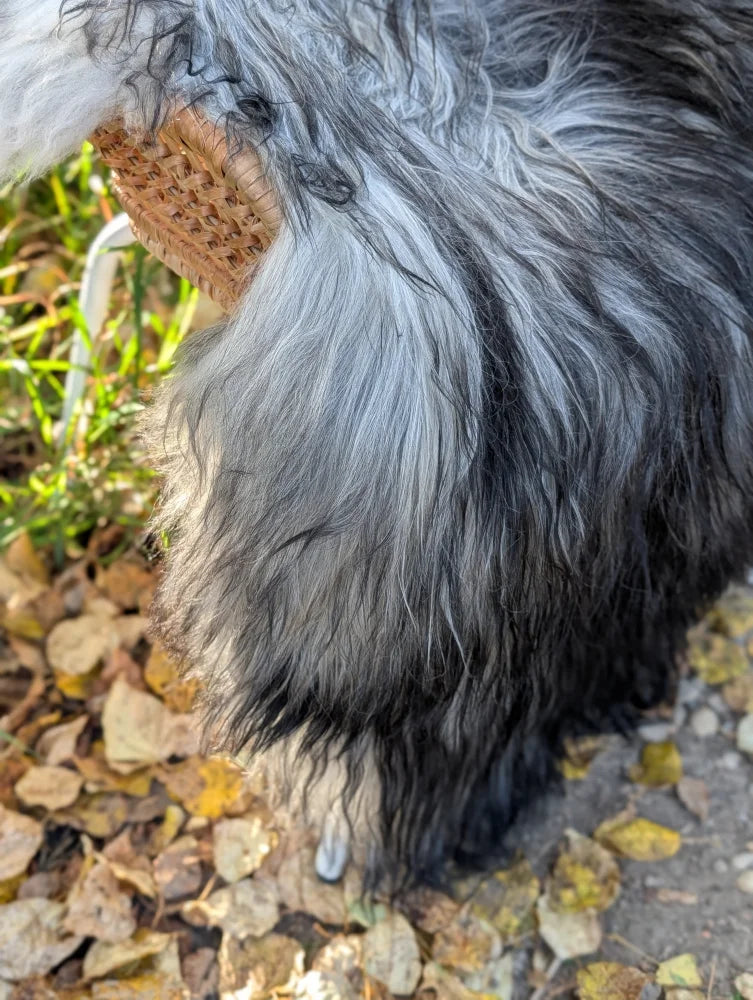 A long-haired gray and black dog wearing a woven brown basket muzzle next to a natural grey wool icelandic sheepskin rug