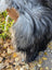A long-haired gray and black dog wearing a woven brown basket muzzle next to a natural grey wool icelandic sheepskin rug