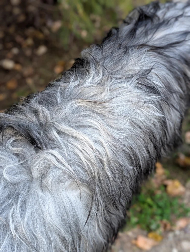 Massive icelandic sheepskin with long wool in natural grey featuring a shaggy coat of gray white fur with black tips