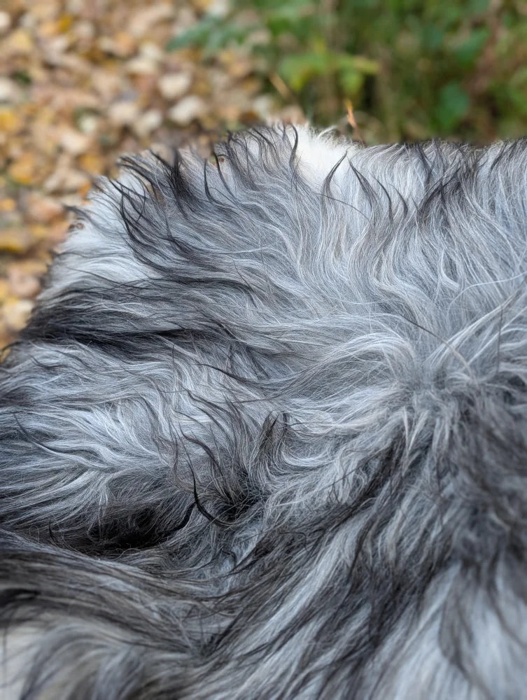 A plush thickly textured gray and black wool icelandic sheepskin blanket with long wool natural pile, 61 by 36 inches