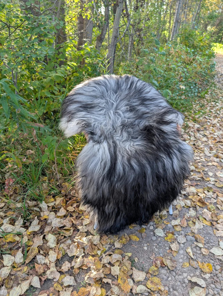 A fluffy long wool icelandic sheepskin rug in natural grey on a leaf strewn path with black and gray fur tones