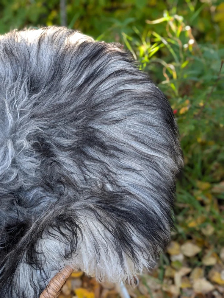 A fluffy long-haired dog with a black and silver coat on a massive grey wool icelandic sheepskin rug
