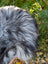 A fluffy long-haired dog with a black and silver coat on a massive grey wool icelandic sheepskin rug