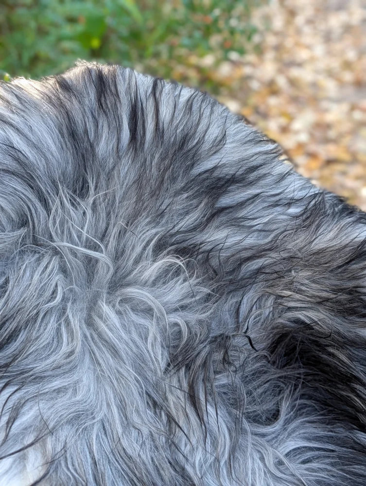 A plush icelandic sheepskin rug in natural grey with long wool and mixed gray and black fur texture